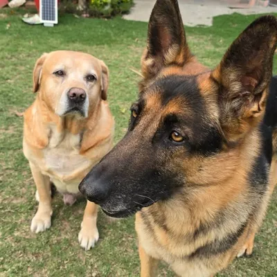 MAX and SULTAN profile