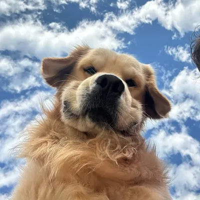 Max | Golden Retriever ๐ฎ๐ณ profile