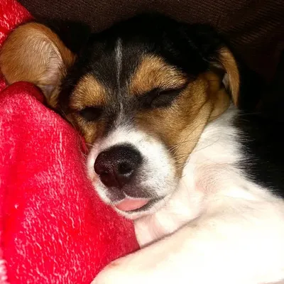 Max profile