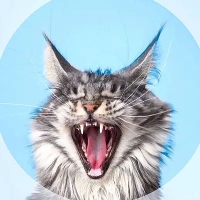 Maxie & Foxie 🐱Maine Coon Cats profile