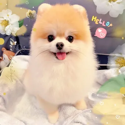 ๐ฆ๏ฝ ๐๐๐๐ *เธ
ฬหเธ
ฬ*๏ฝ๐พ profile