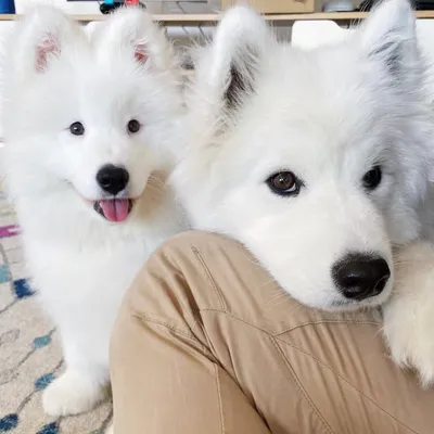 Maximus & Minnie ๐ถ profile