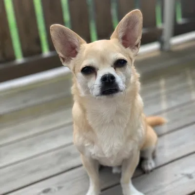 Maximus profile