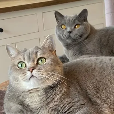 ๐ธ๐๐งก ๐๐ช๐ & ๐๐ฒ๐ต๐ต๐ ๐งก๐๐ธ profile