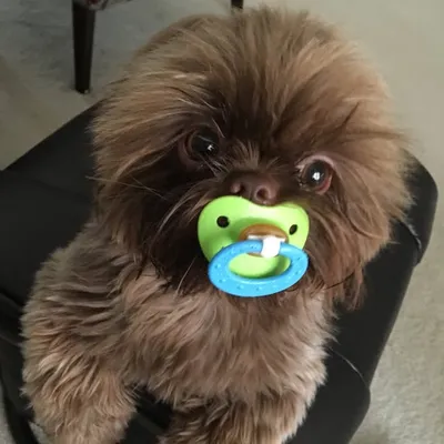 Maxx The Shih Tzu profile