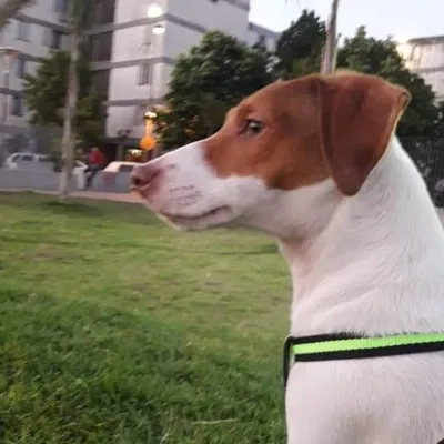 Maylo profile