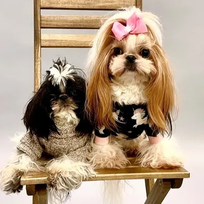 🐾Maya & Mickey profile