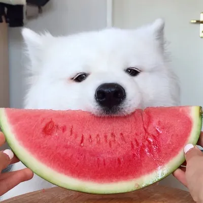 MAYA THE SAMOYED ʕ ᵔᴥᵔ ʔ profile