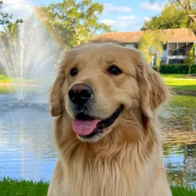 MAYA | Golden Retriever profile