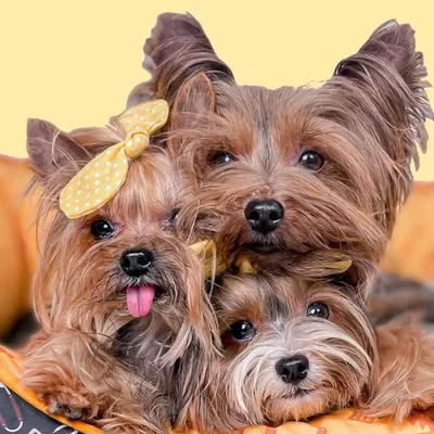Mayumi, Sushi, Sashimi (yorkshire terrier, biewer terrier) profile