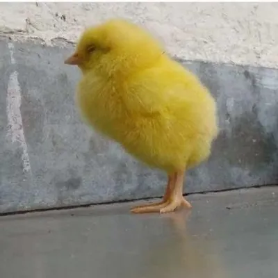 Műhåmmėď Ăñăš profile