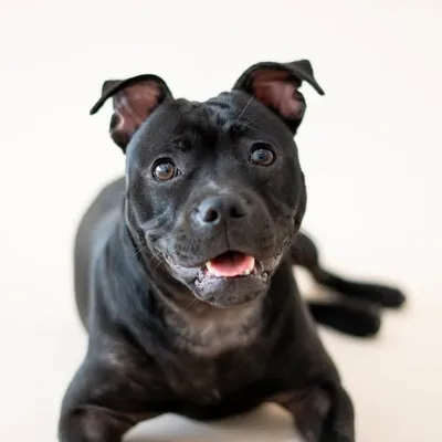 Poppy the Staffy profile