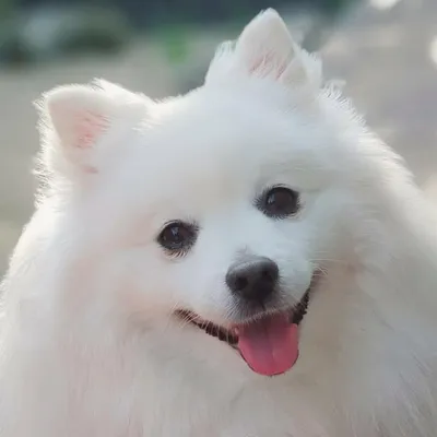 Meeko profile