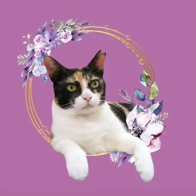 Meenu-cat influencer India profile