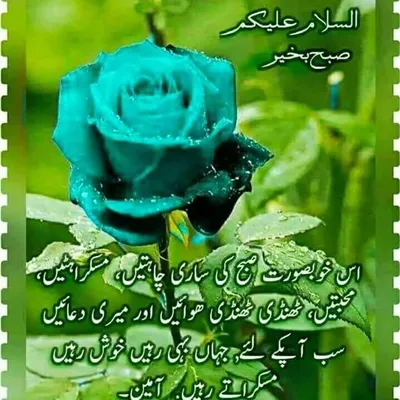 Meer Tazu profile