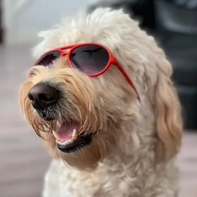 Meet MARVEL F1 🏁Goldendoodle 💫 profile