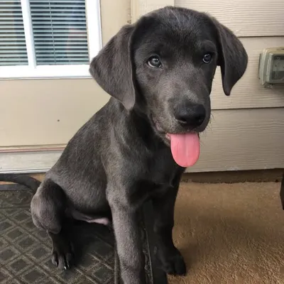 Kylo the Charcoal Lab profile