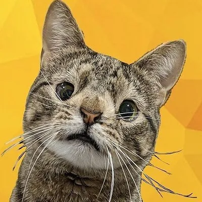 Maya the Cat & Family