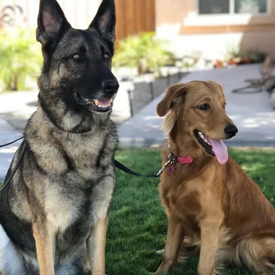 Ginger & Journey | remembering Pep profile