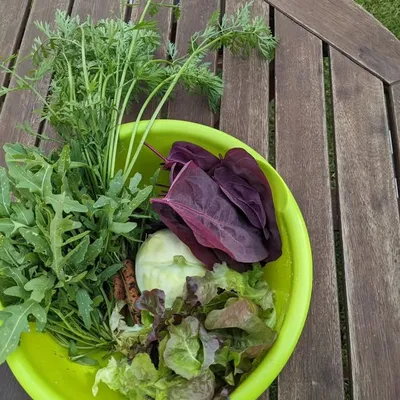 Gartengestaltung und Gärtnern 👩🏼🌾 profile