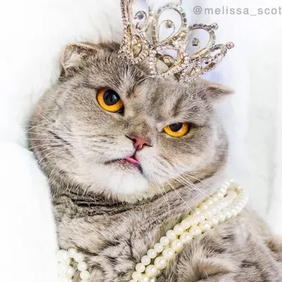 Melissa the Einstein Cat ๐
profile