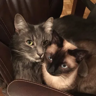 Melanie & Lily & Sushi profile