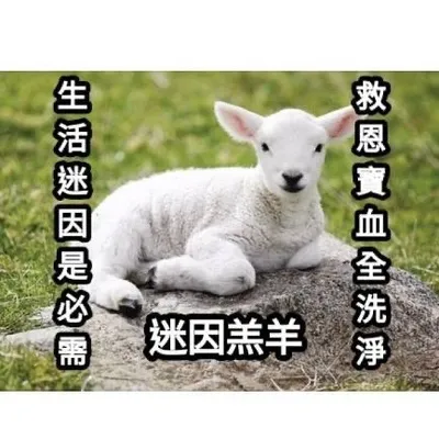 教會迷因羔羊 profile