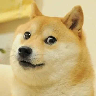 memes profile