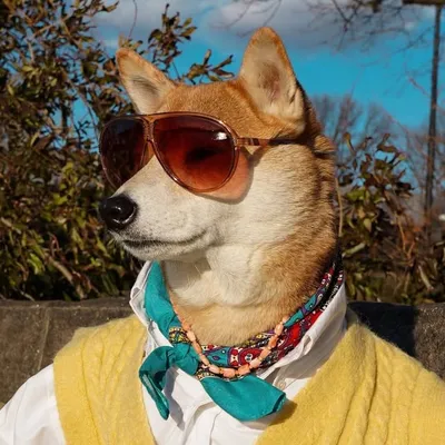 Menswear Dog profile