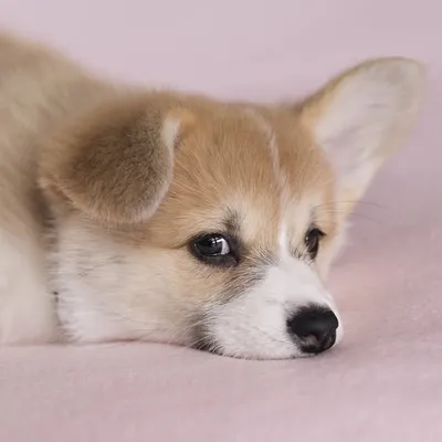 Mia and Ganon The Corgis profile