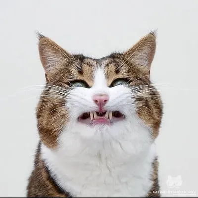 cat lover profile