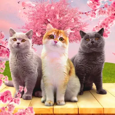 ๐ฑ Zoomer, Milo & Balu profile