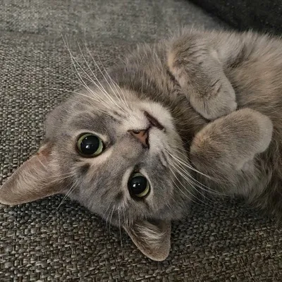 Meow Pix profile