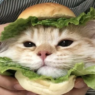 cat nation