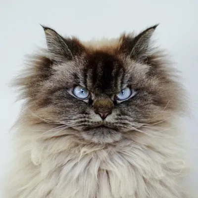 Merlin The Mad Ragdoll profile