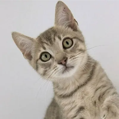 Meru & Ossa ๐พ Rescue Cats ๐พ Pet Influencers ๐ฆ๐บ profile