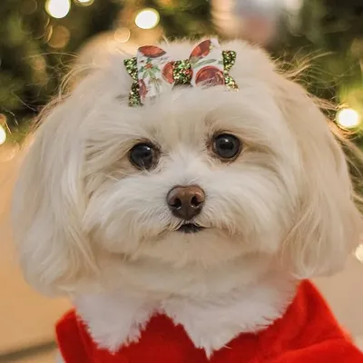 Mia Bear ๐ค profile