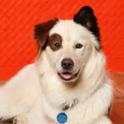 Mick (Stan on Dog With A Blog) profile