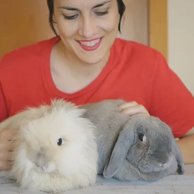 ๐ Viviendo con un conejo ๐ profile
