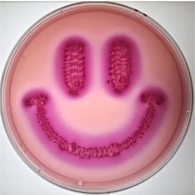 Microbiology Turkey 🔬 profile