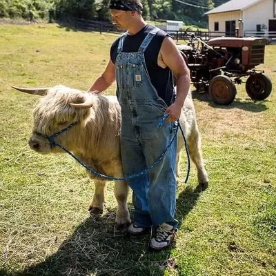 Rocking L Miniature Cattle profile