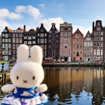 Miffy the explorer profile