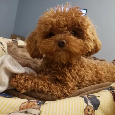 Thor ⚒️ 🦹 profile