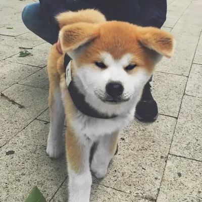 Mikka ๐ | Japanese Akita Inu profile