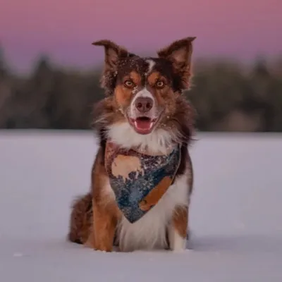 Miko the Border Collie 🦊 profile