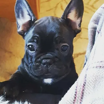 Mila Moo Moo profile