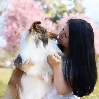 ๐ถ Sheltie Mila ๐พ profile