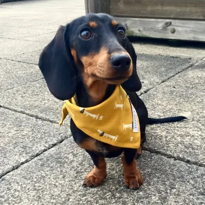 Mildred the Sausage profile