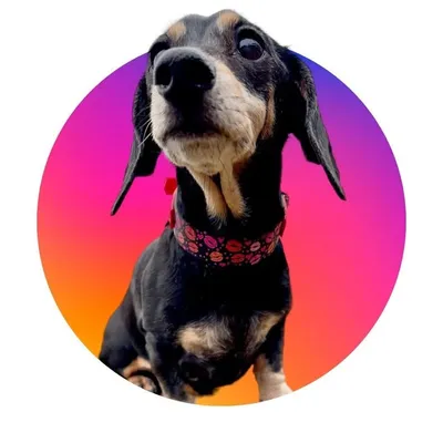 MileytheMoo profile