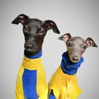 Mili & Tary Italian greyhounds profile